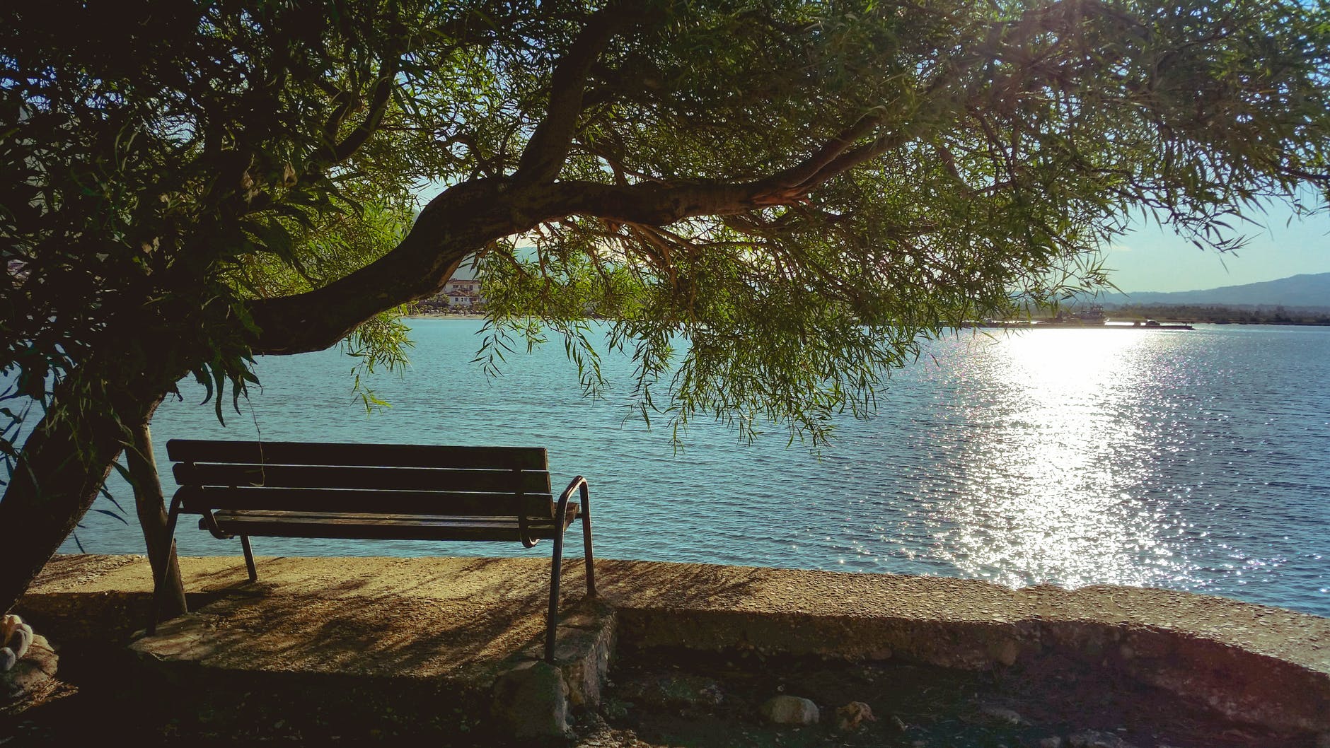 bench under tree during day beside body of water