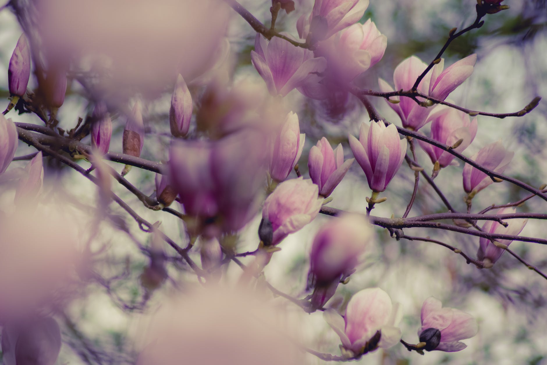 close up photography of magnolia flowers