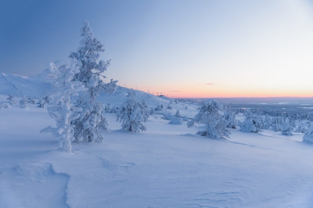 trees covered with snow