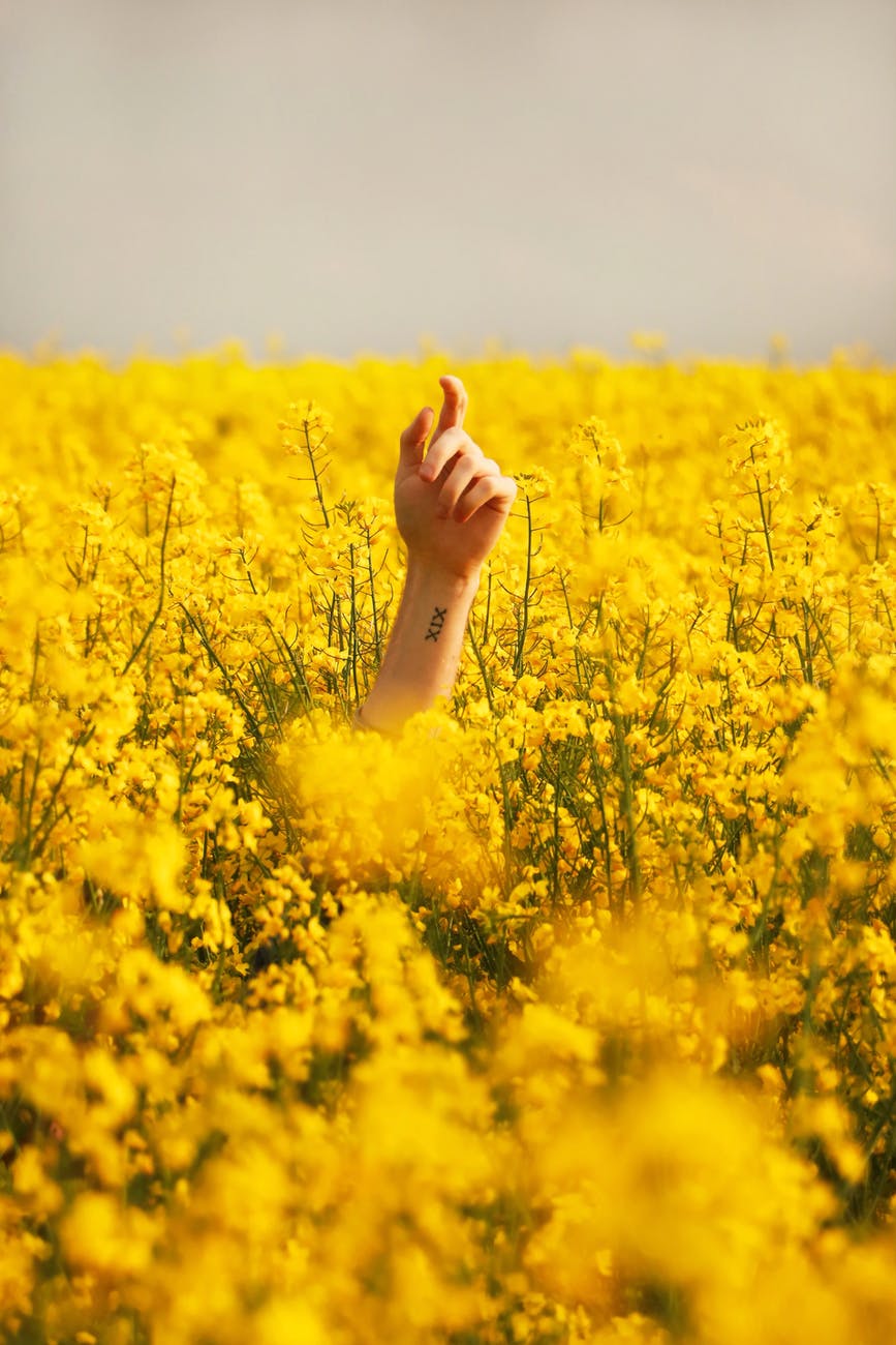 human hand between yellow petaled flower field