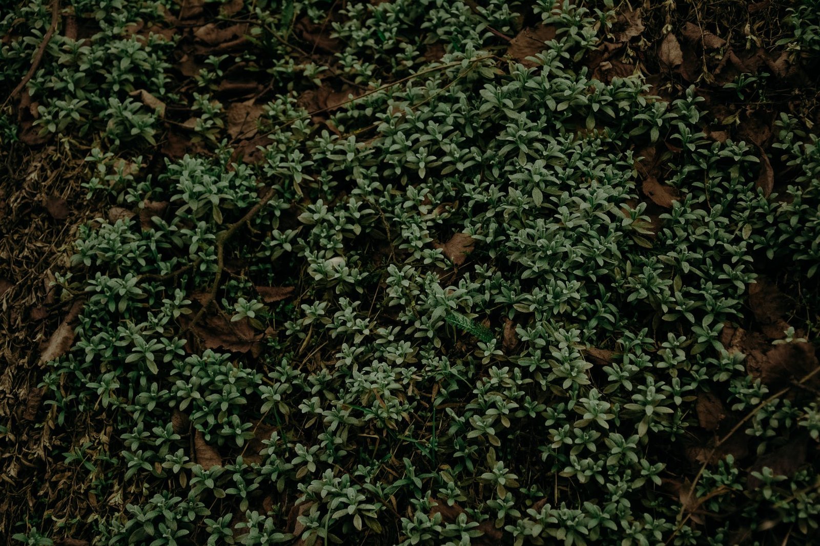 selective focus photography of green plants