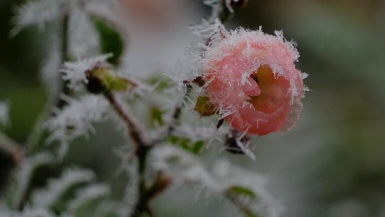 Read more about the article Ekzistenca