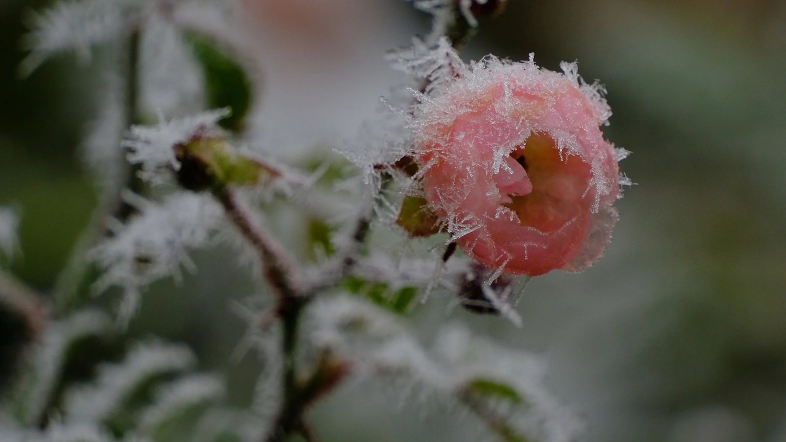 You are currently viewing Ekzistenca