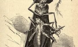 Spoglie